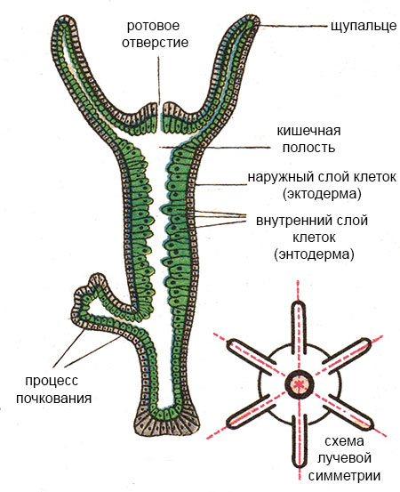 Кракен сайт в тор браузере