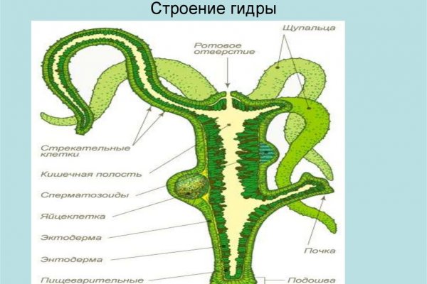 Почему не работает кракен сегодня