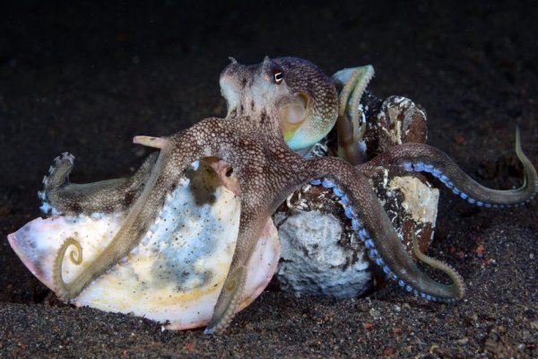 Kraken зеркало даркнет