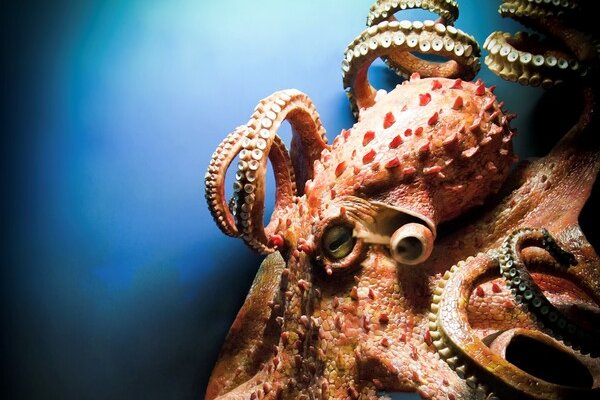 Kraken даркнет что это